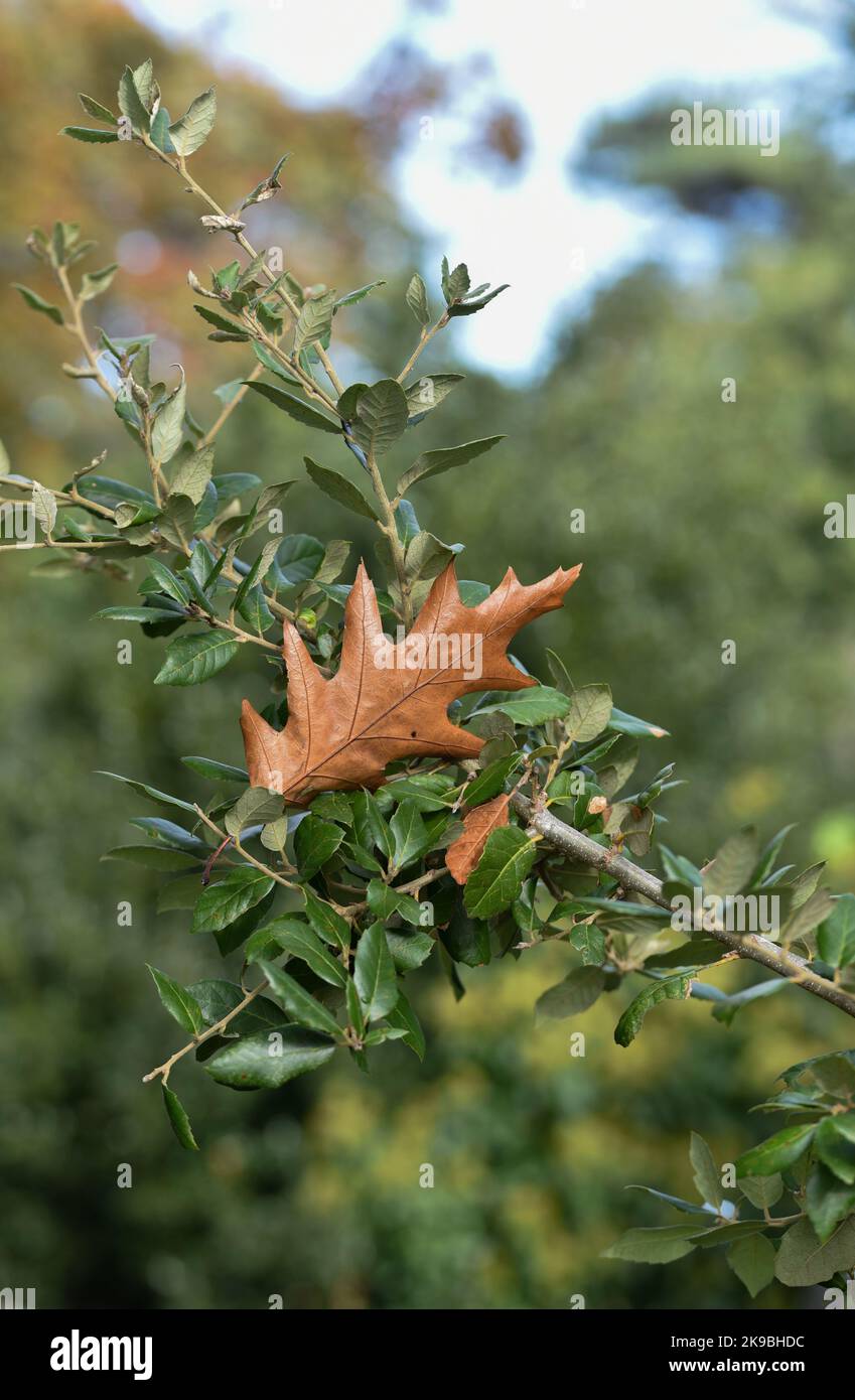 Single brown leaf stuck on a branch with green leaves, blown there by the wind. Stock Photo