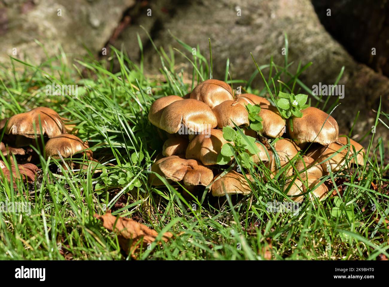Bunch of clustered dome cap mushrooms growing wild amongst green grass Stock Photo