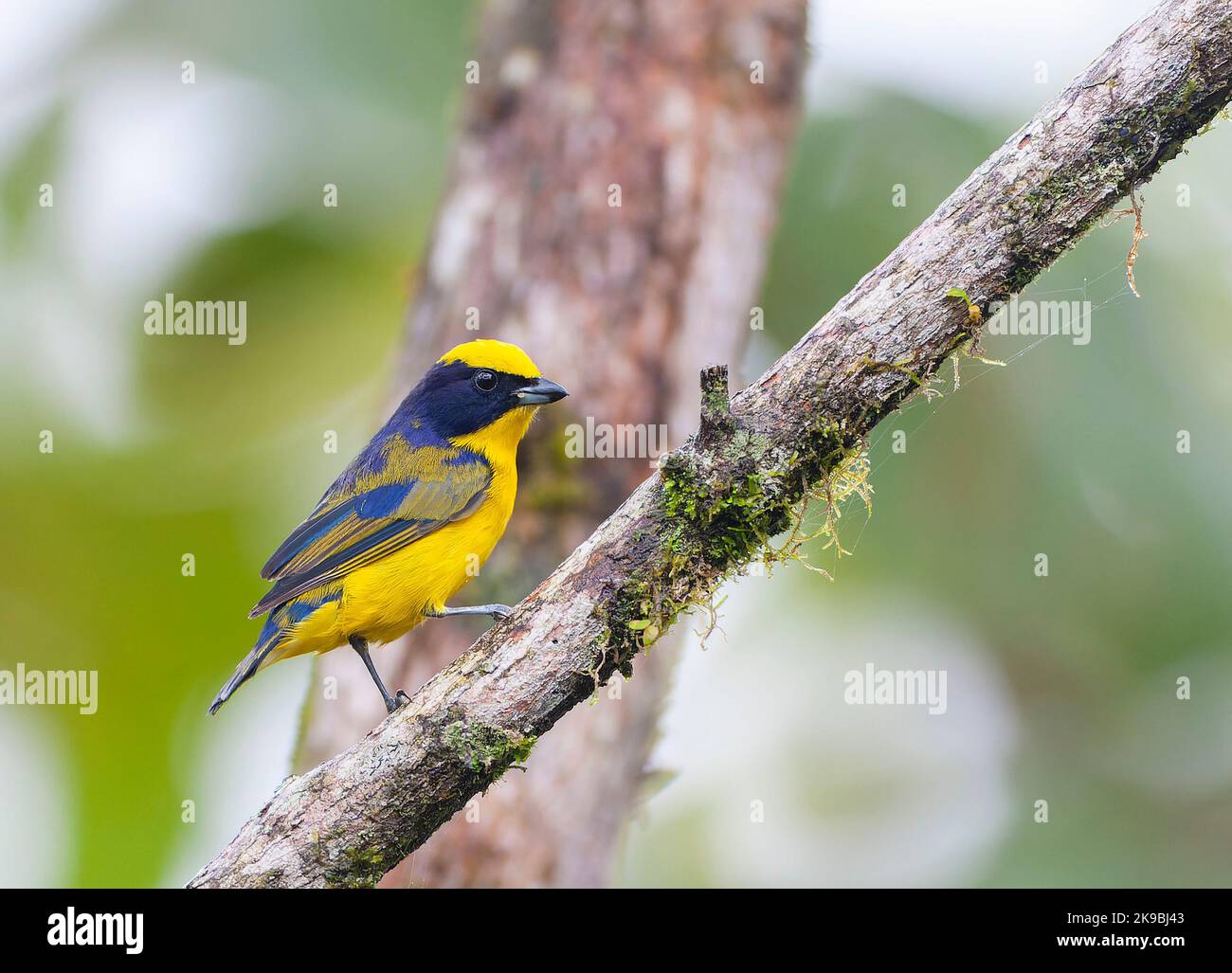 Thick-billed Euphonia (Euphonia laniirostris hypoxantha) perched in a tree at Milpe reserve in western Ecuador. Stock Photo