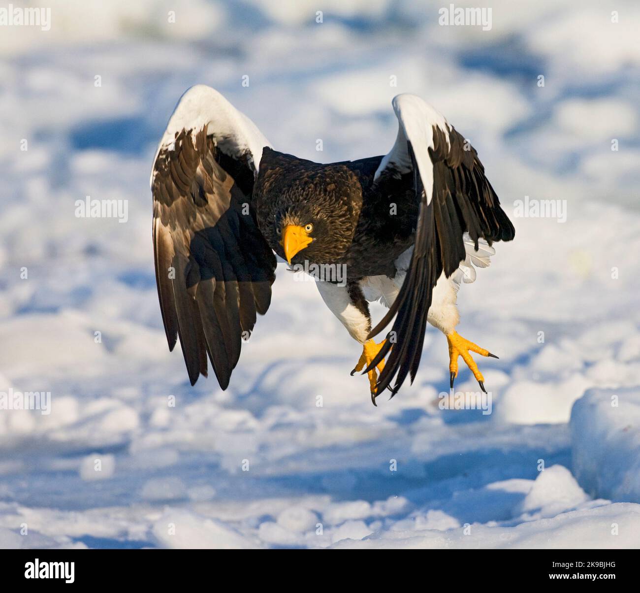 Wintering adult Steller's Sea-eagle, Haliaeetus pelagicus, on Hokkaido ...