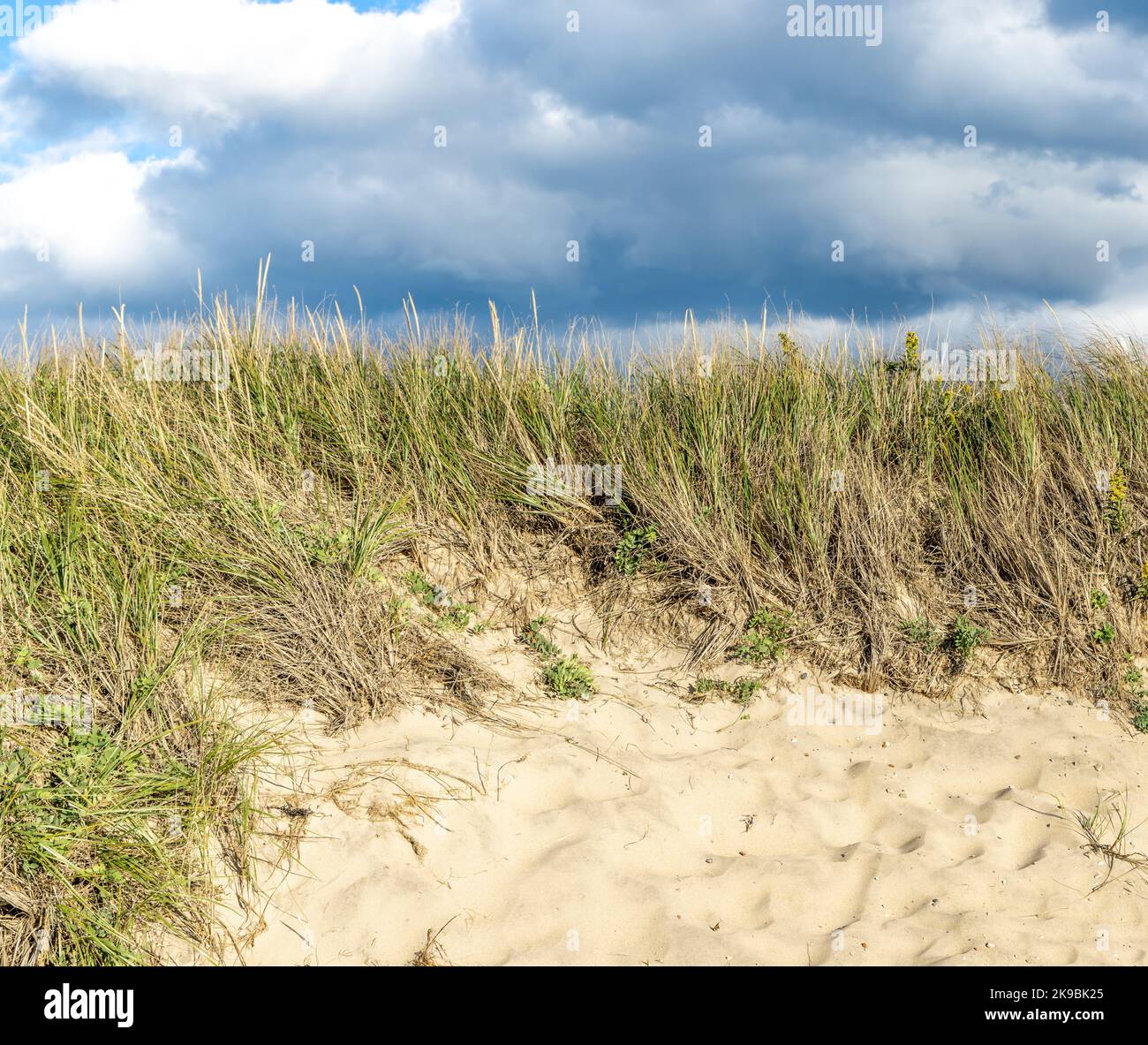 Detail image of a sandy beach meeting beach grass Stock Photo