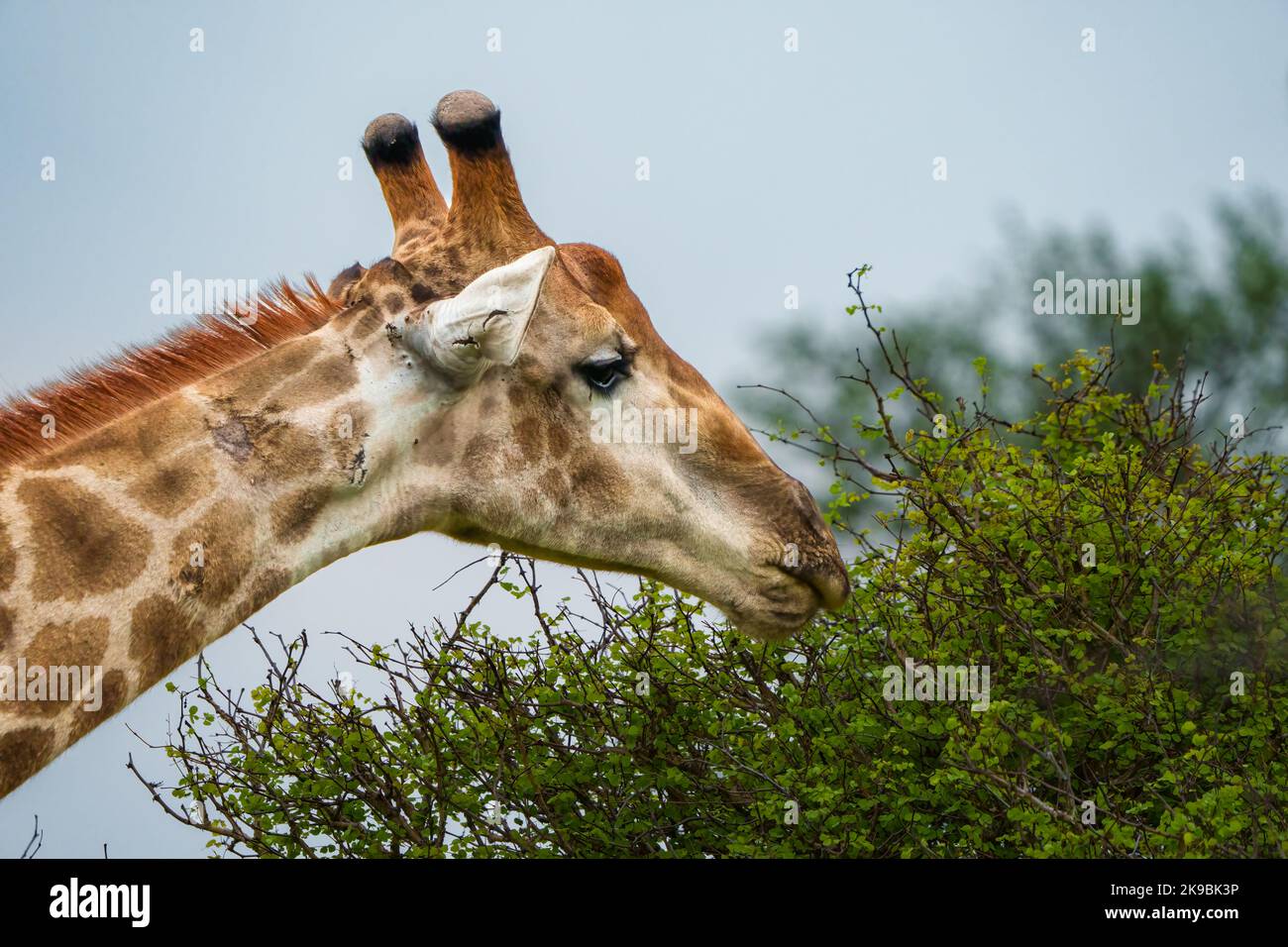 South African giraffe or Cape giraffe (Giraffa camelopardalis giraffa) feeding (browsing). Mpumalanga. South Africa. Stock Photo