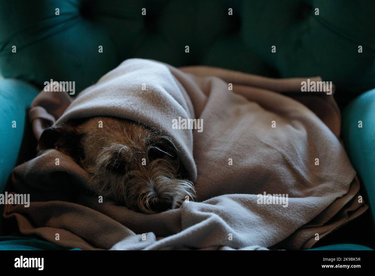 A cute dog under a blanket on an armchair. Rising costs in private households for gas bill due to inflation and war, energy crisis Stock Photo