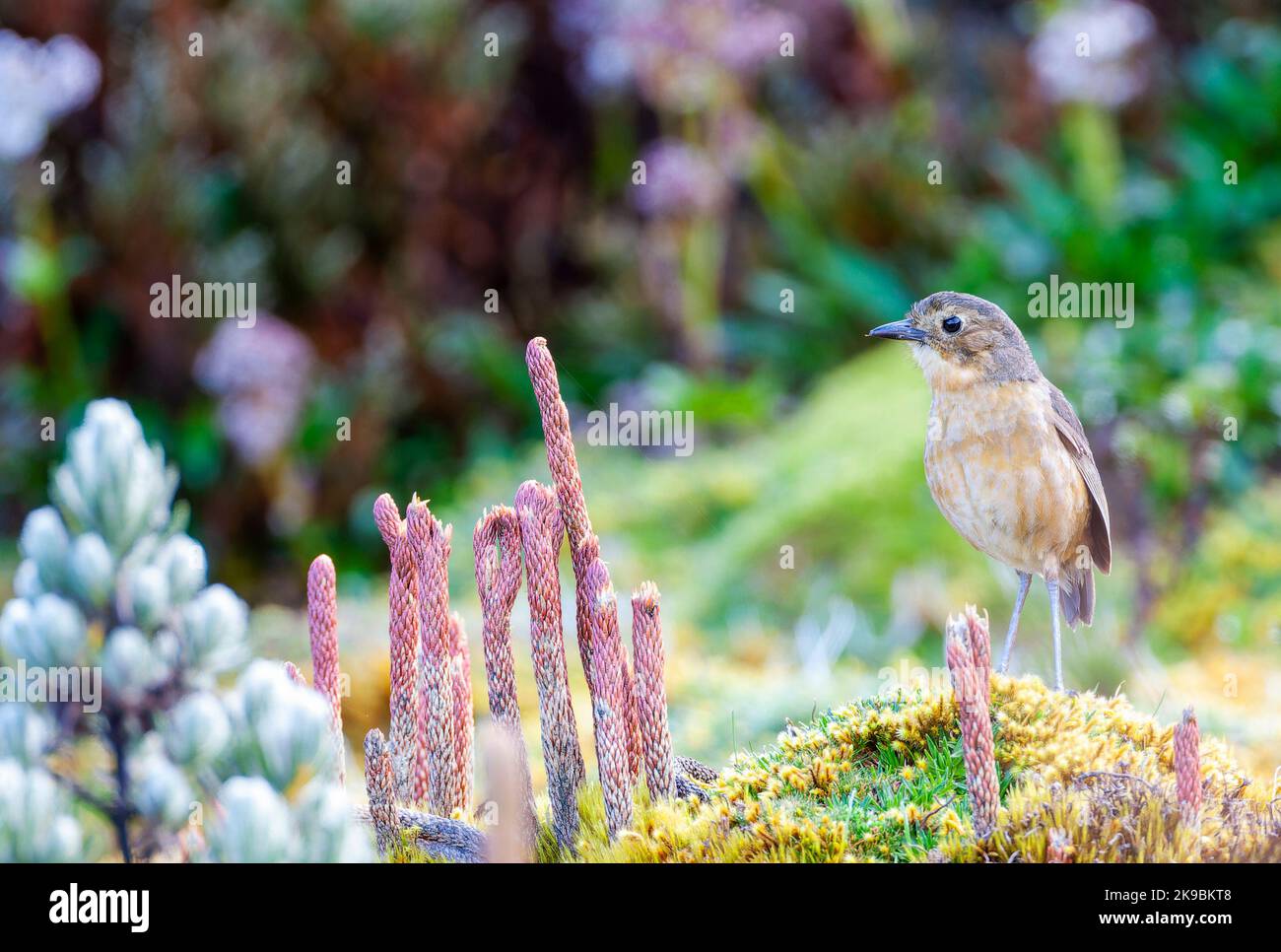 Tawny Antpitta (Grallaria quitensis quitensis) at Papallacta pass in Ecuador. Standing on the ground in paramo vegetation. Stock Photo