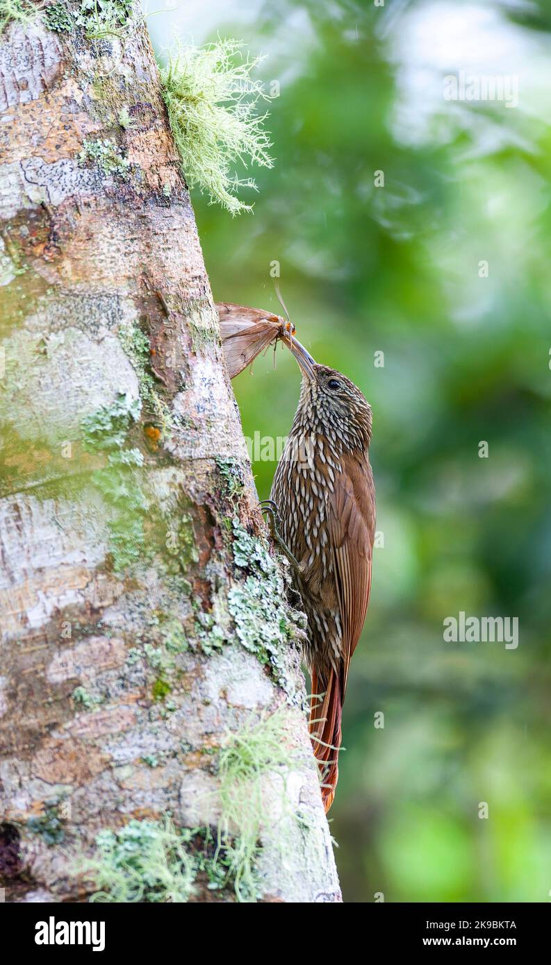 Montane Woodcreeper (Lepidocolaptes lacrymiger) at San Isidro loge, east slope Andes, in Ecuador. With a caught moth as prey in its bill. Stock Photo