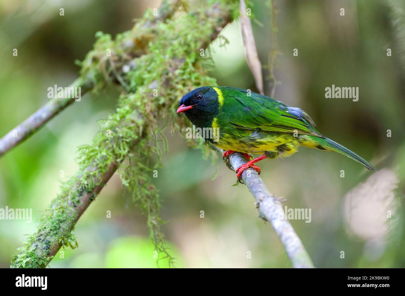 Male Green-and-black Fruiteater (Pipreola riefferii) at Rio Blanco, Colombia. Stock Photo