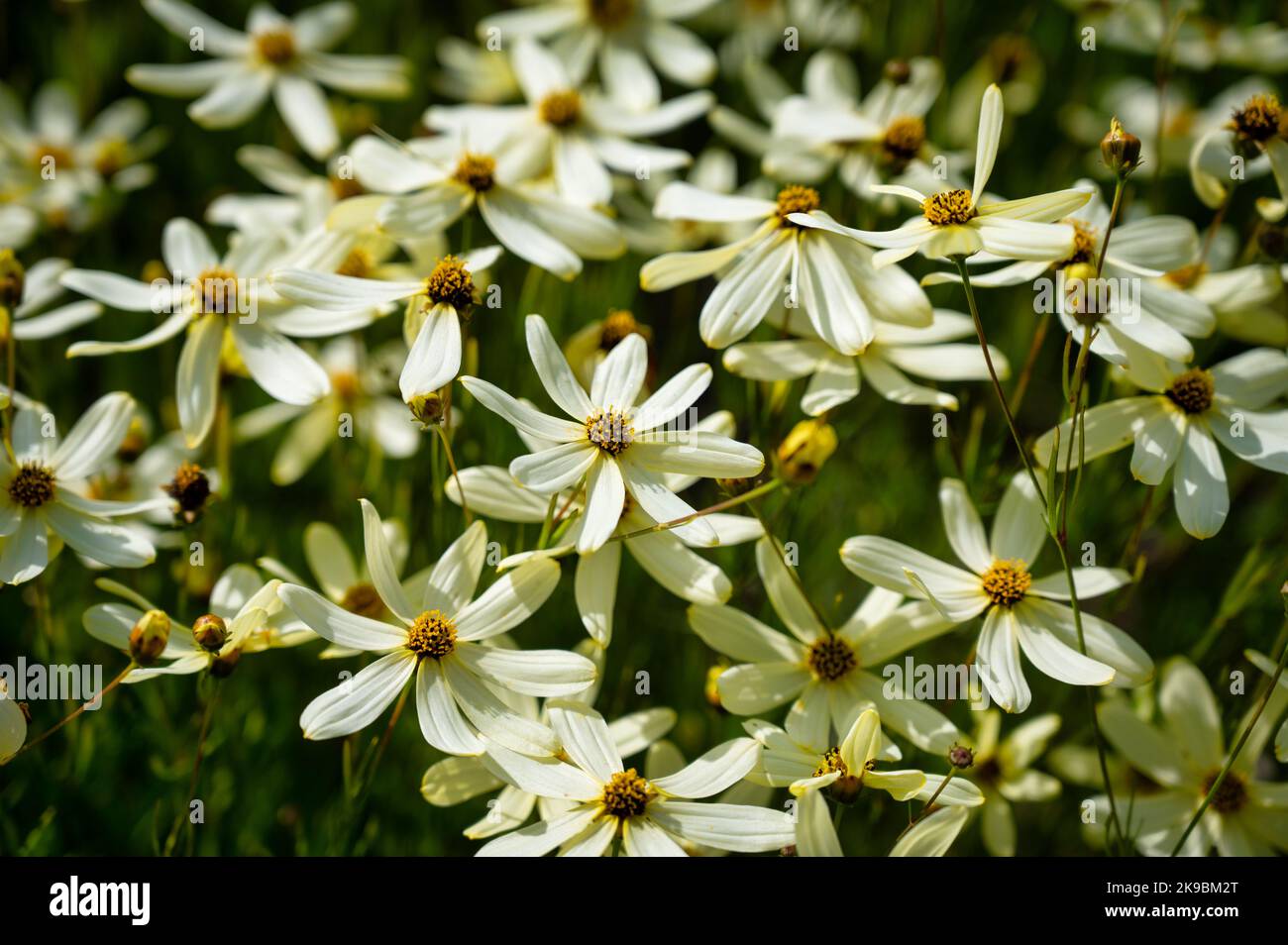 Coreopsis verticillata flowers also known as Tickseed. It is herbaceous