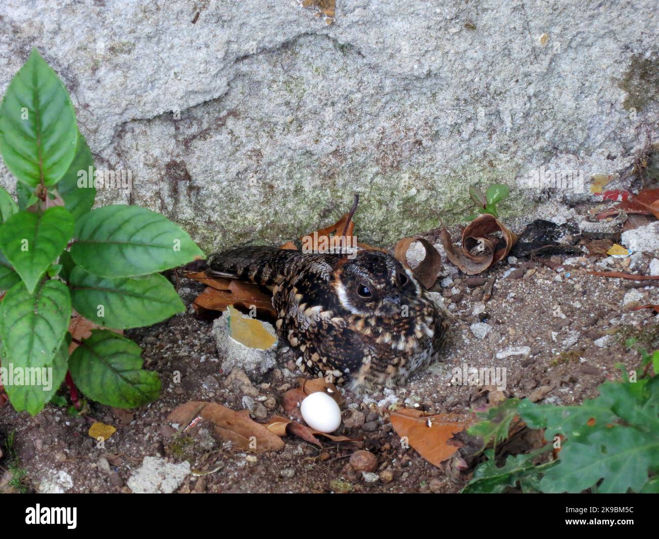 Band-winged Nightjar (Systellura longiro) nesting in front of a lodge in Rio Blanco reserve, central Andes valley in Colombia. Female sitting next to Stock Photo