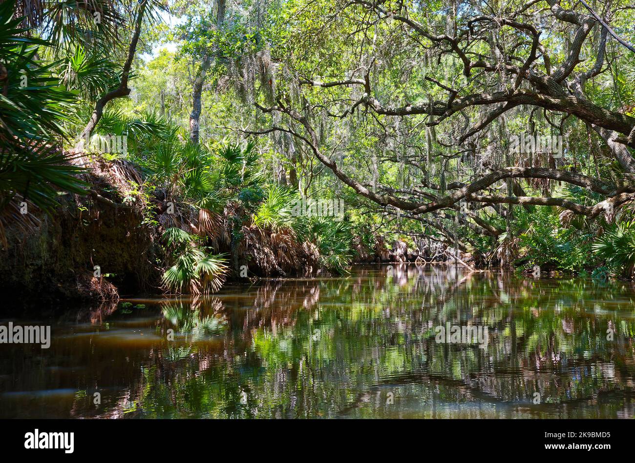 nature scene, water, trees, vegetation, green, reflections, peaceful, South Creek, Oscar Scherer State Park, Florida, Osprey, FL, spring Stock Photo