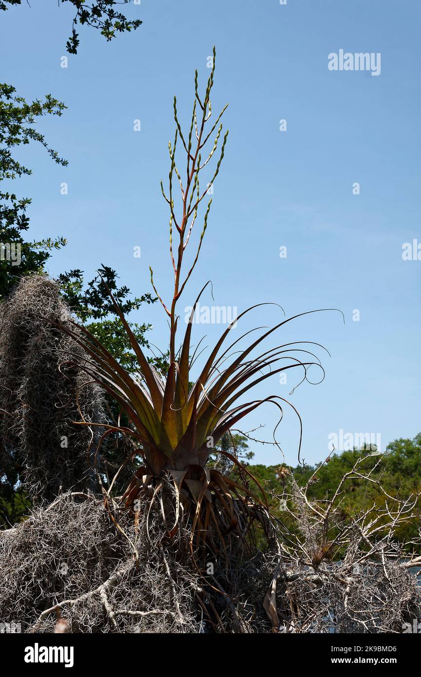 Yucca plant, flower stalk emerging, close-up, Spanish moss, nature, vegetation, growth, South Creek, Oscar Scherer State Park, Florida, Osprey, FL, sp Stock Photo