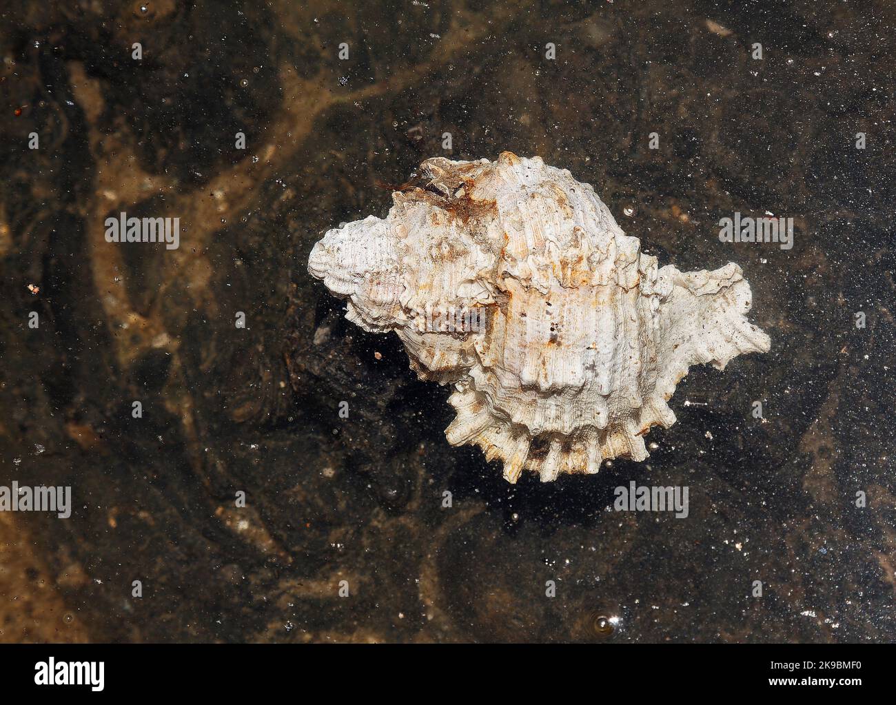 conch shell, in water, nature, sea snails, marine, close-up, South Creek, Oscar Scherer State Park, Florida, Osprey, FL Stock Photo