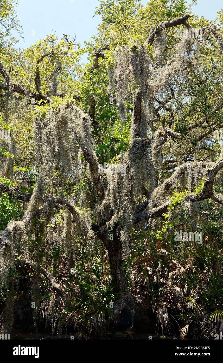 Spanish moss hanging on tree, Tillandsia usneoides, pineapple family, curly silvery strands, epiphyte, flowering plant, tropical, feathery, decorative Stock Photo