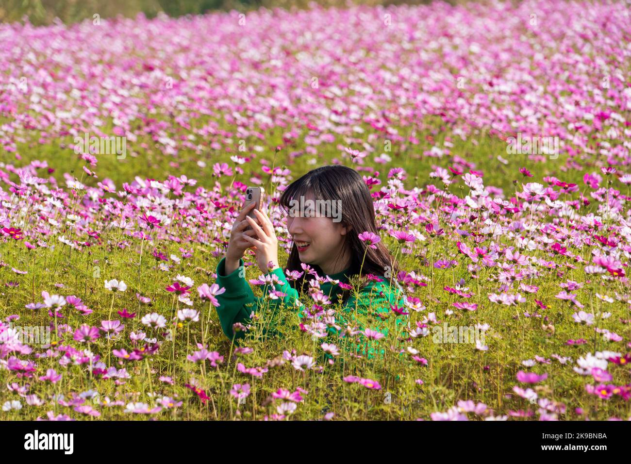 Goyang, South Korea. 27th Oct, 2022. A tourist takes photos at a cosmos garden in Goyang, South Korea, Oct. 27, 2022. Credit: James Lee/Xinhua/Alamy Live News Stock Photo