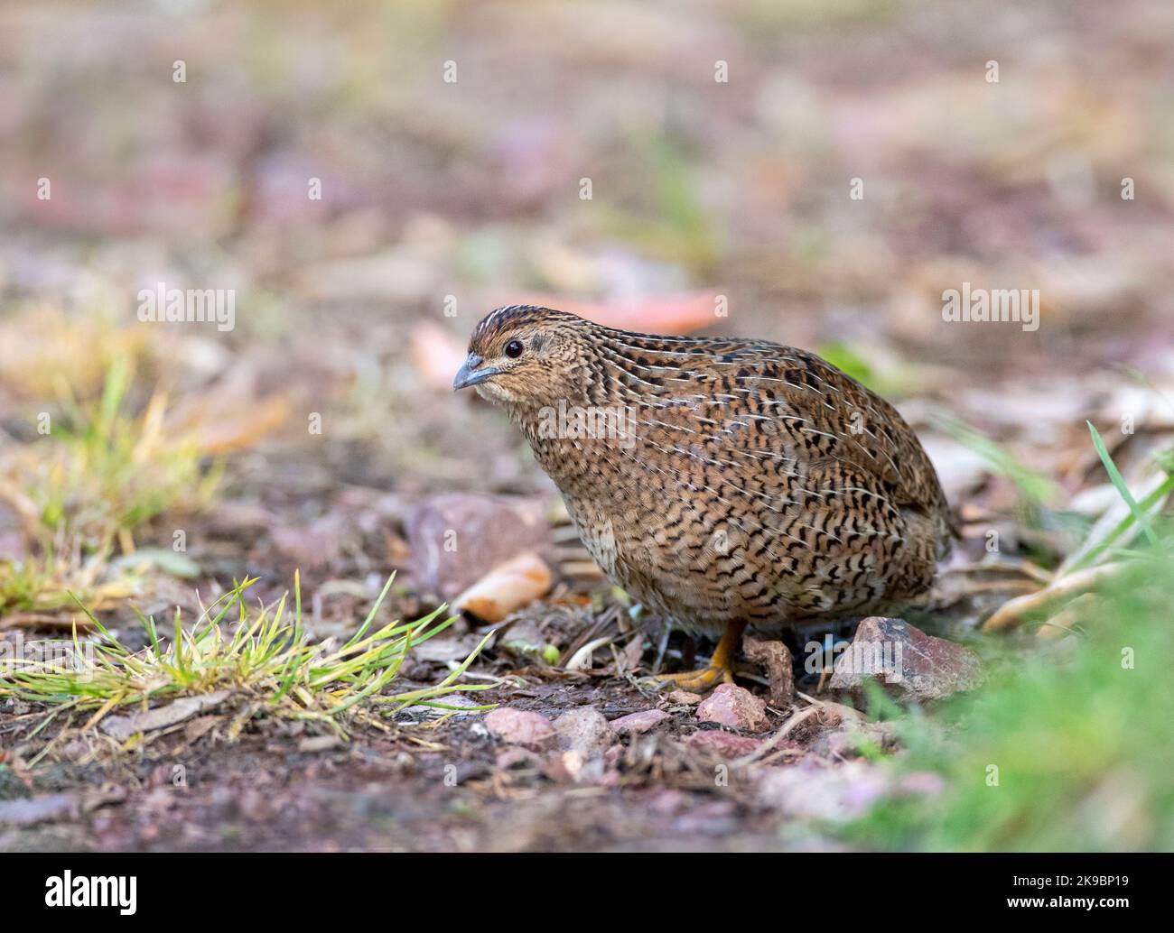 Brown Quail (Synoicus ypsilophorus) in New Zealand. Also known as the