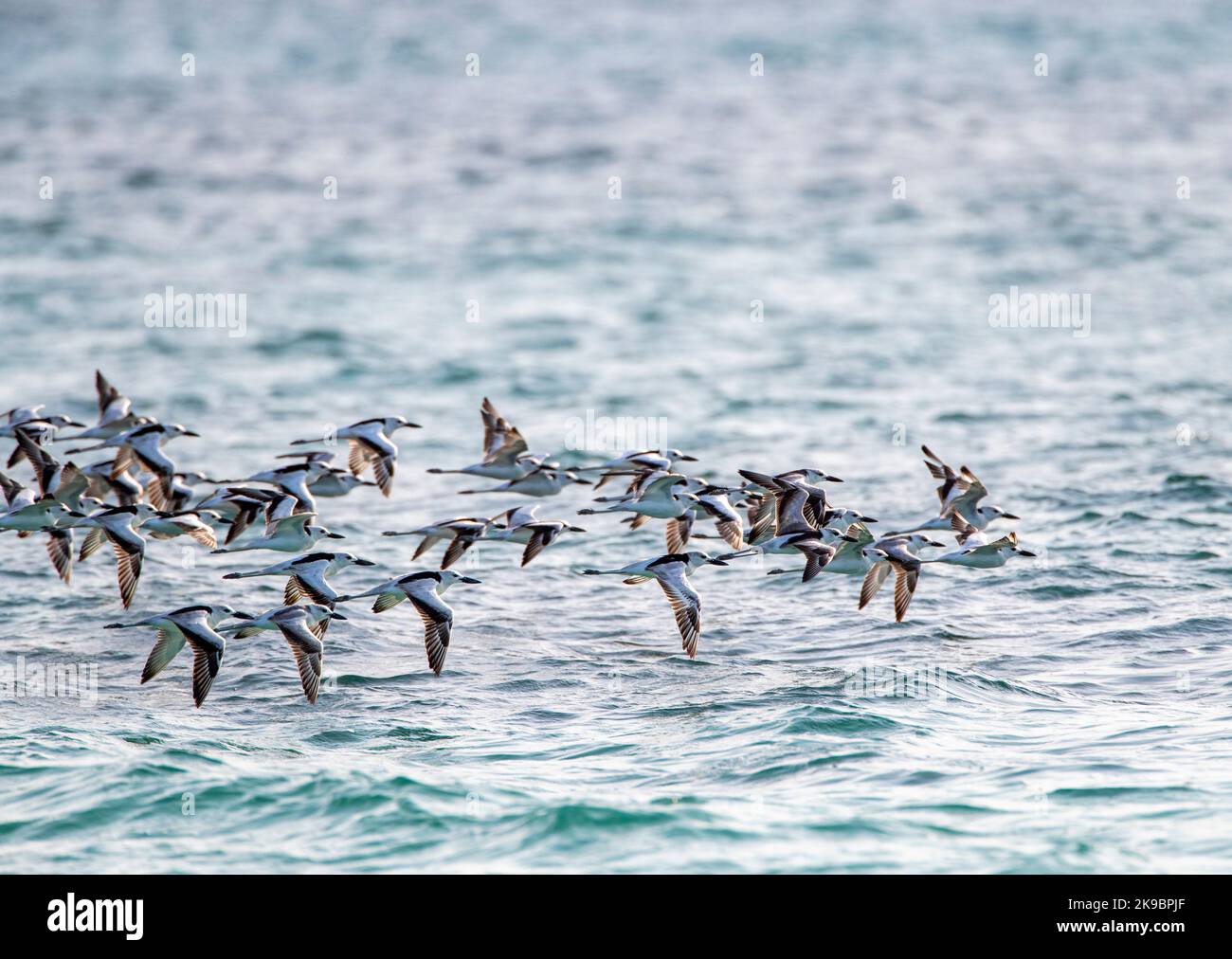 Crab Plovers (Dromas ardeola) on Nosy Ve island in Madagascar. In flight over the sea off the coast. Stock Photo