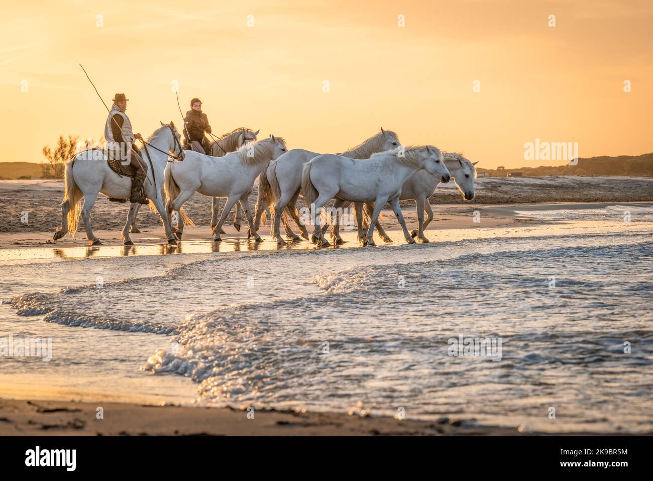 Camargue, France, April 28 2019 : White horses and two guardians are walking in the water all over in the swamp in Camargue, France. Stock Photo
