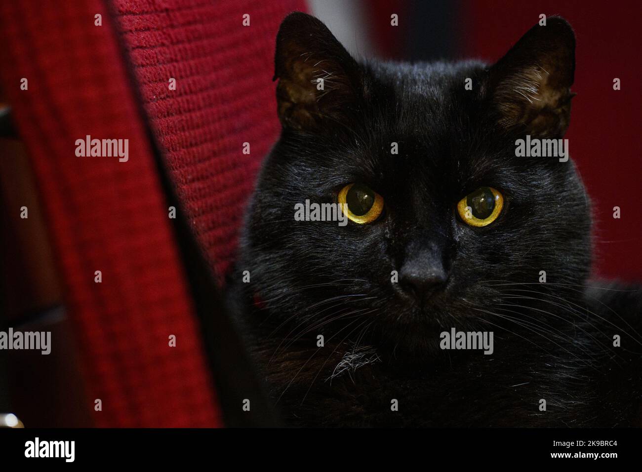 Black cat with yellow eyey is pictured ina Zagreb, Croatia on 27. October. 2022. Photo: Davor Puklavec/PIXSELL Stock Photo