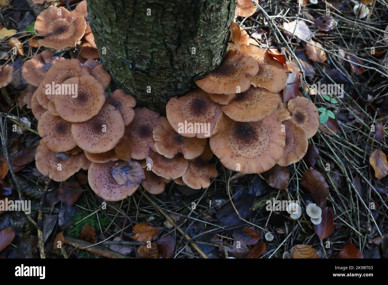 Autumn mushrooms grow in the forest on a stump Stock Photo - Alamy