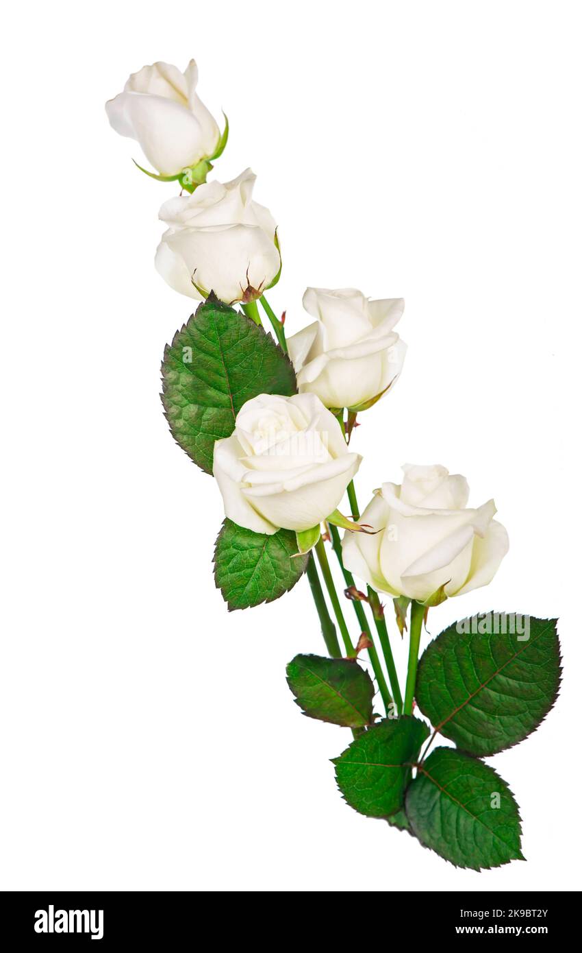 white Roses isolated on the white background Stock Photo - Alamy