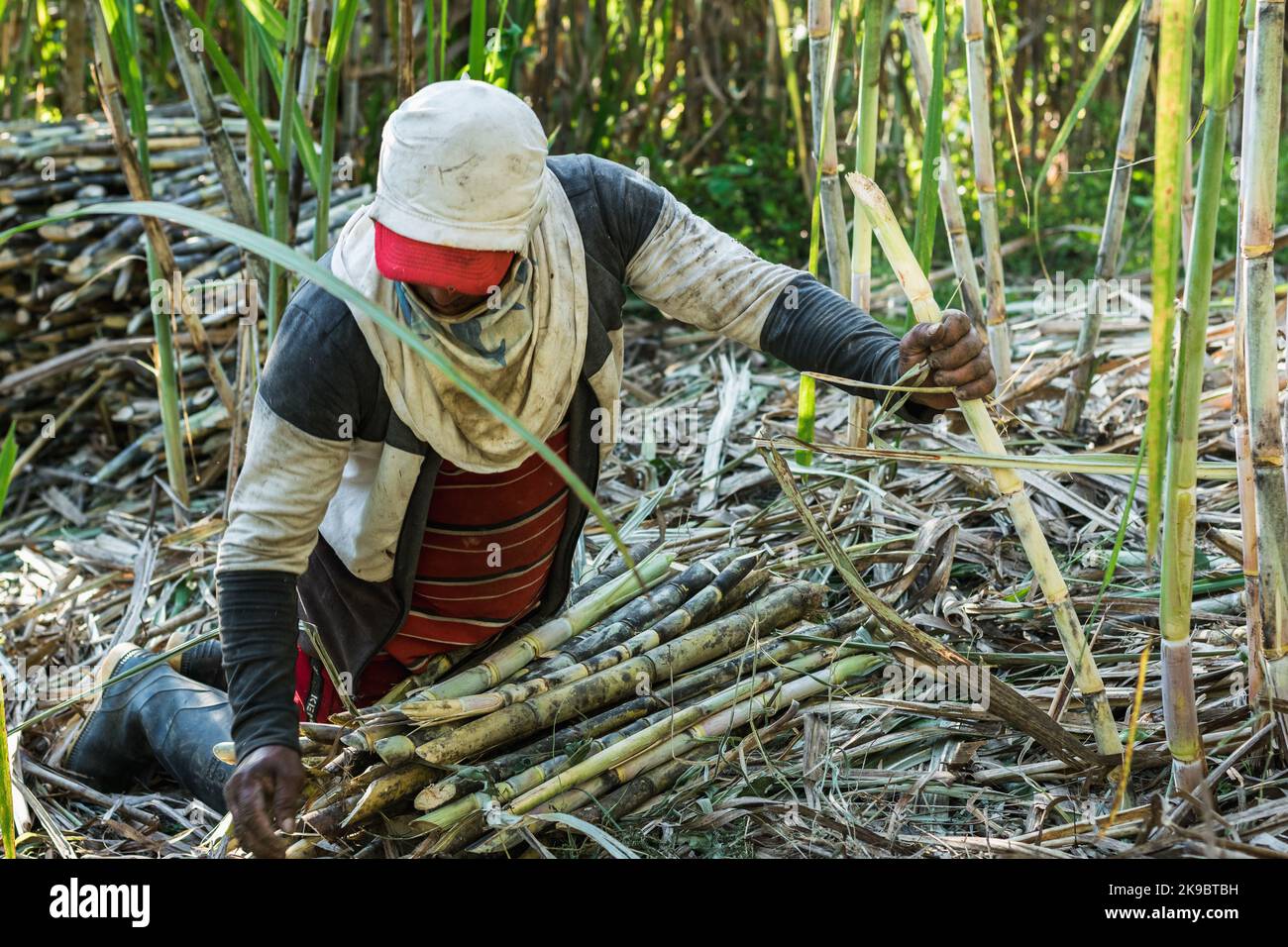 peasant sugar cane farmer, kneeling on the ground collecting the canes