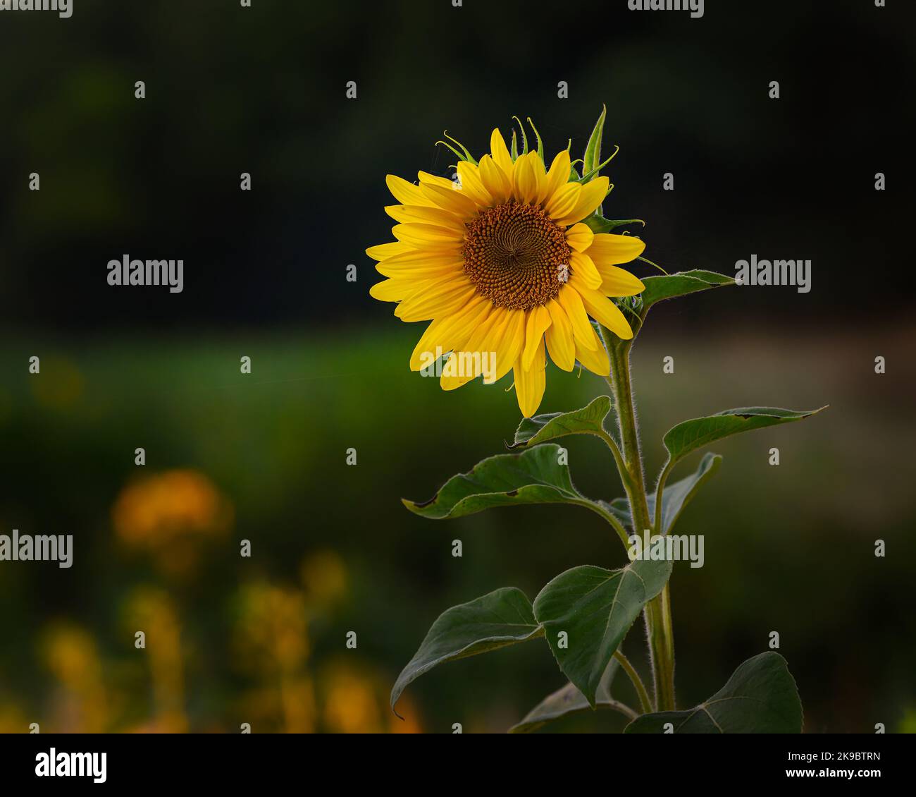 Single sunflower in the morning light. Stock Photo