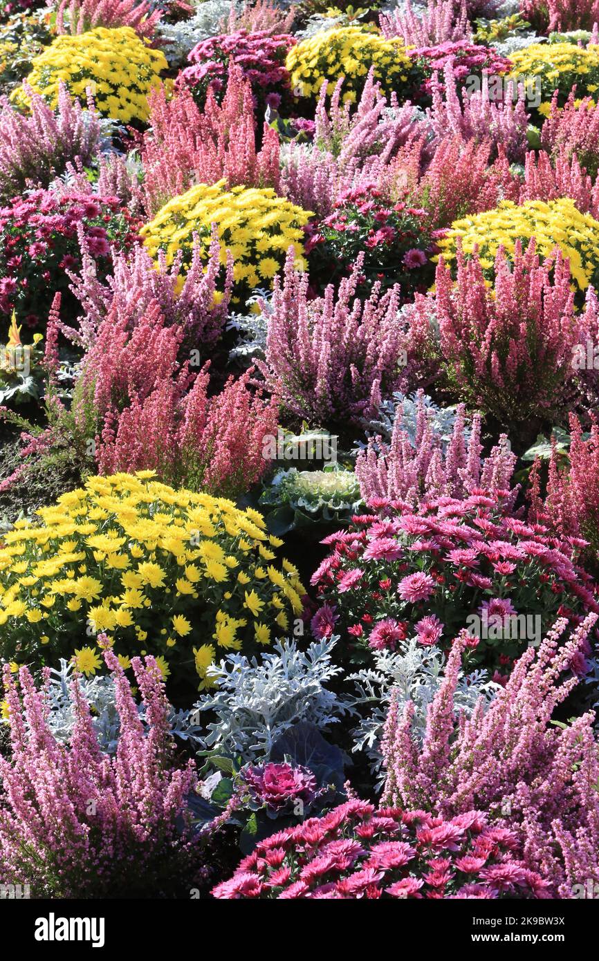 Chrysanthèmes et bruyères. Toussaint. Saint-Gervais-les-Bains. Haute-Savoie. Auvergne-Rhône-Alpes. France. Europe. Stock Photo
