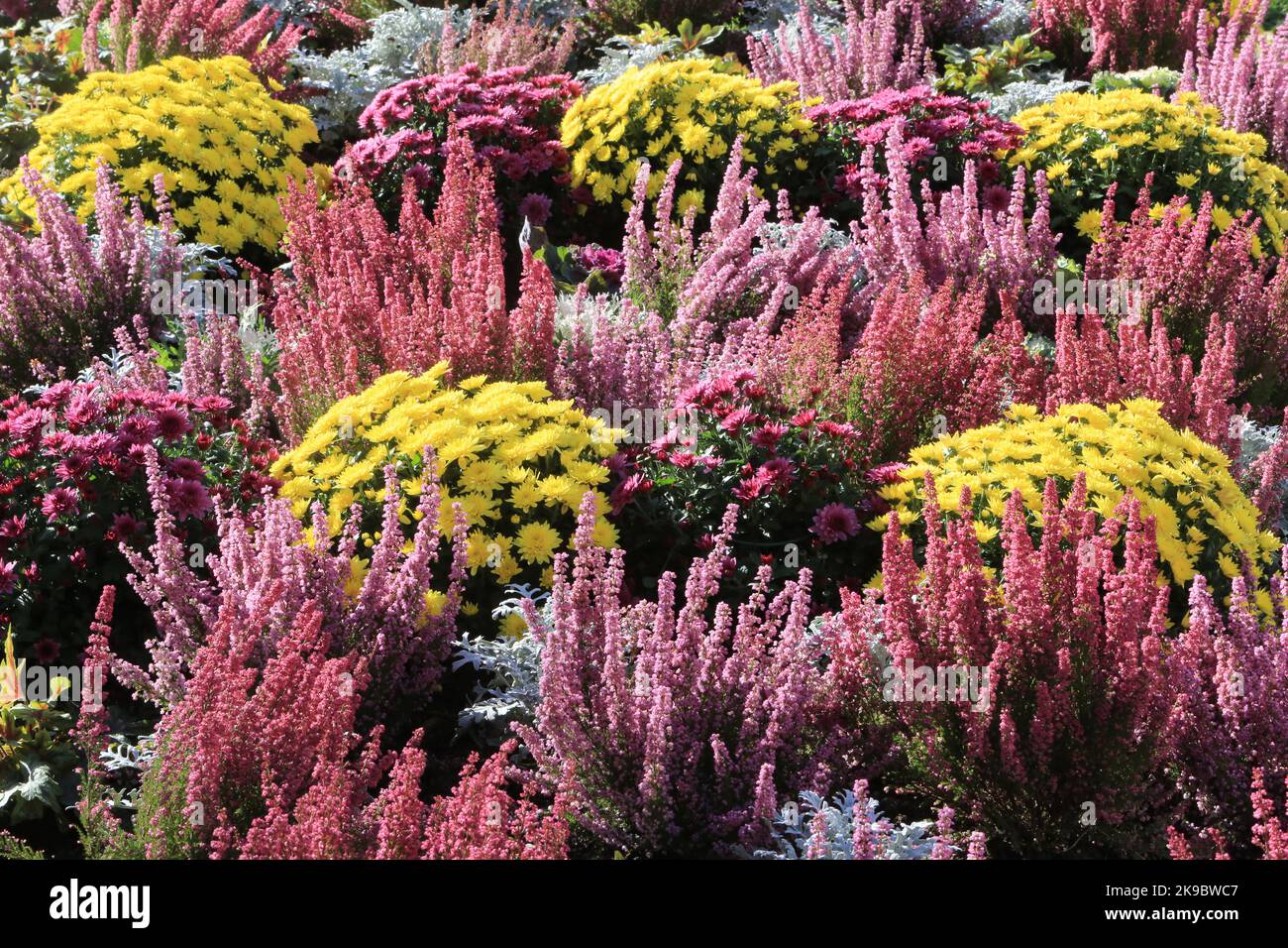 Chrysanthèmes et bruyères. Toussaint. Saint-Gervais-les-Bains. Haute-Savoie. Auvergne-Rhône-Alpes. France. Europe. Stock Photo