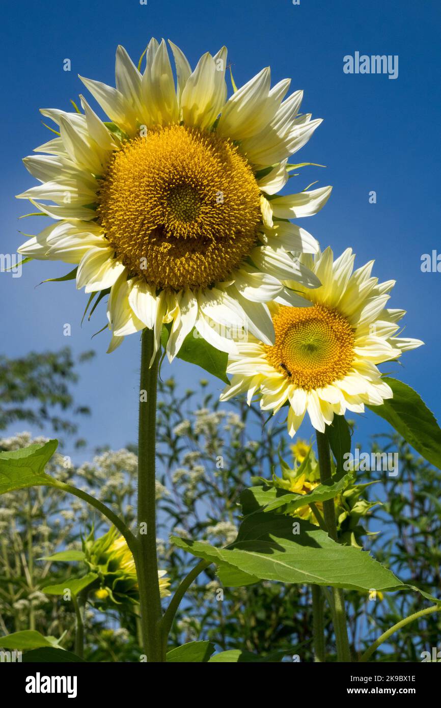 White Creme, Sunflower, Garden, Sunflowers, Helianthus annuus stem Stock Photo