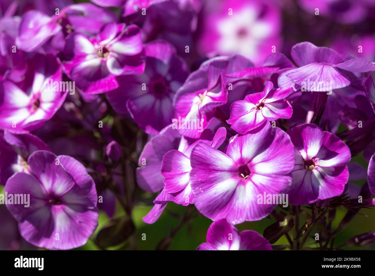 Purple phloxes, Phlox paniculata, Dark purple, Flowers, Blooming, Purple white, Flower Stock Photo