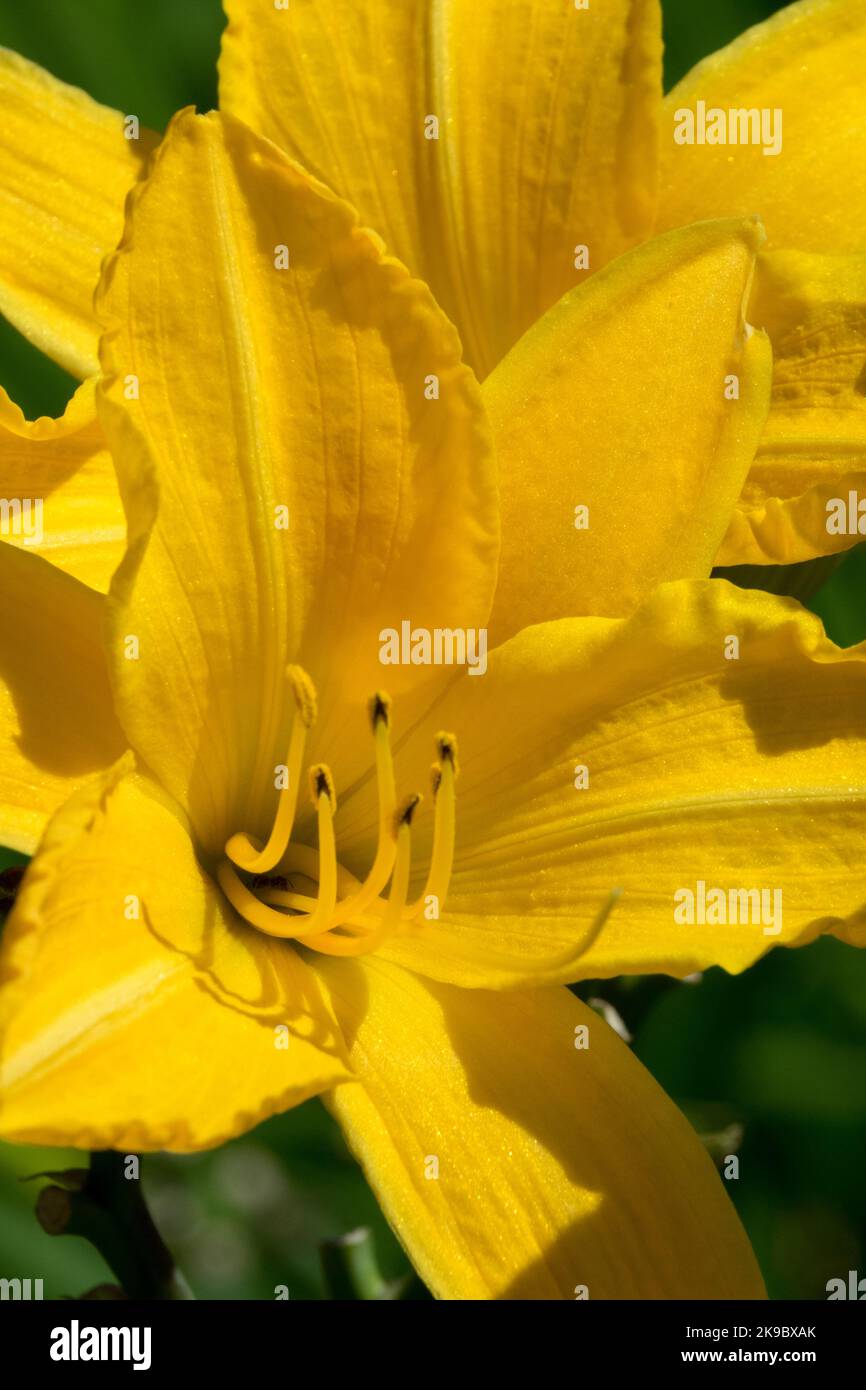 Yellow, Daylily, Hemerocallis, Blooms Yellow, Daylily, Hemerocallis, Blooms Beautiful, Flower, Portrait Stock Photo