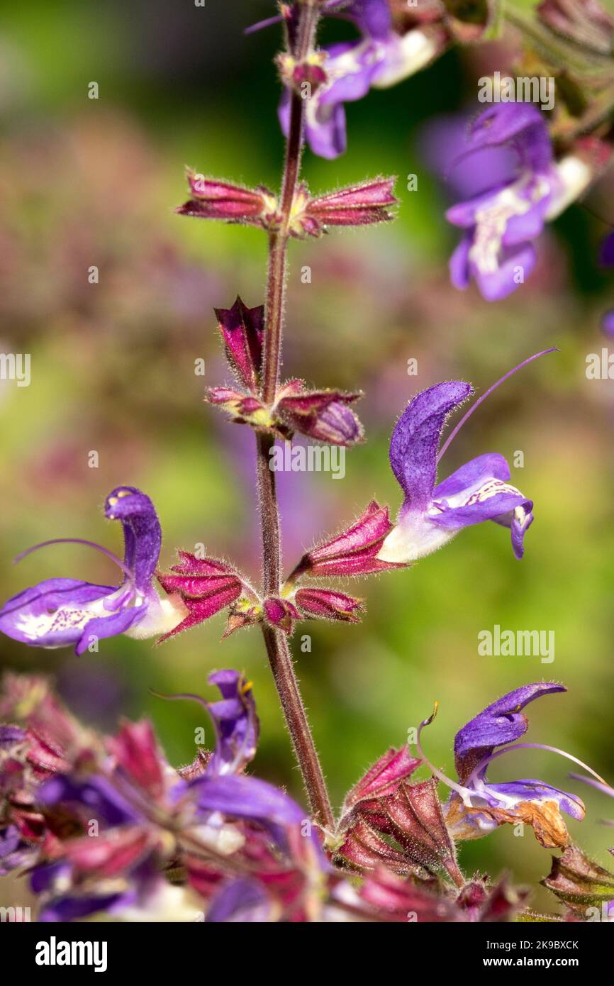 Chinese sage, Salvia chinensis, Purple, Flower, Summer, Salvias, Blooming Stock Photo