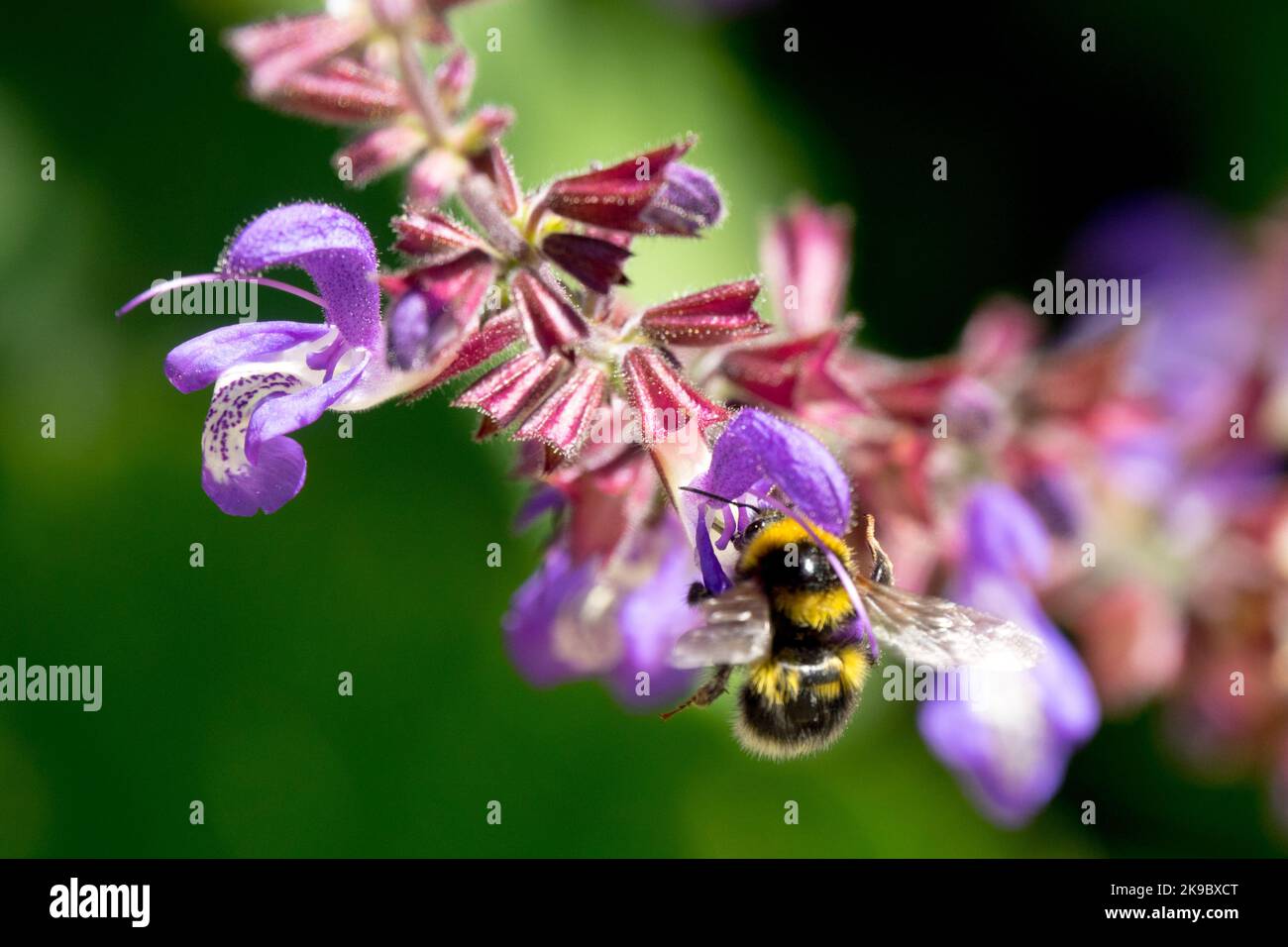 Bumble bee on Chinese sage, Flower, Salvia chinensis close up Salvia blooming Stock Photo