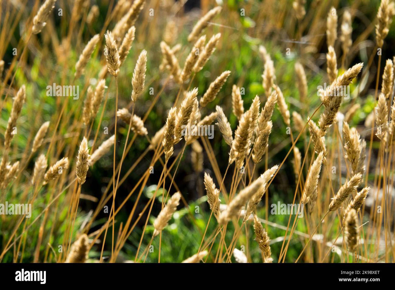 Grass seed heads drying Koeleria glauca Pygmaea, Dried Seedheads Stock Photo
