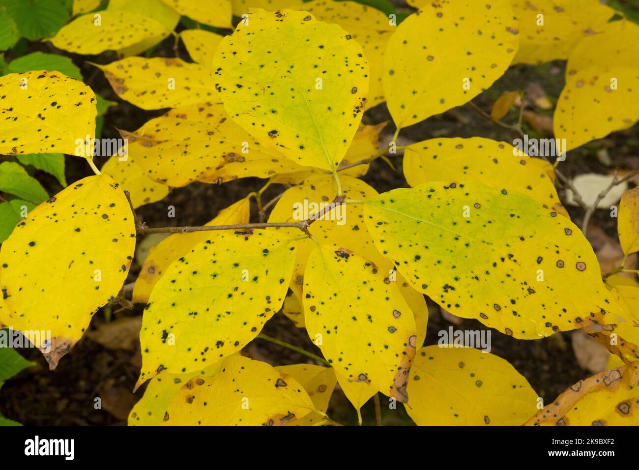 Chinese Sweet Shrub, Autumn, Calycanthus chinensis Stock Photo