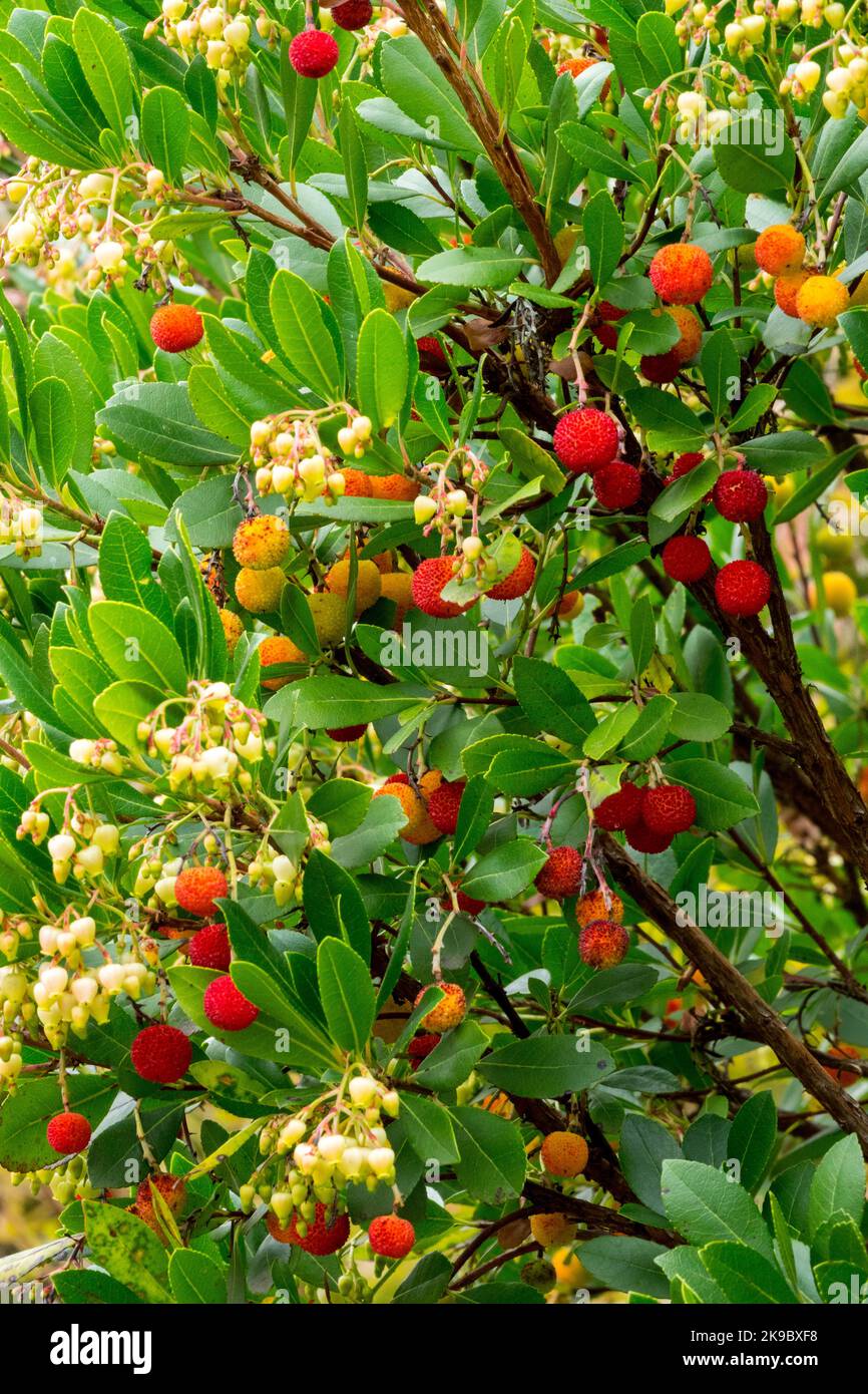 Strawberry Tree Arbutus unedo fruits, berries flowers on shrub branches Stock Photo