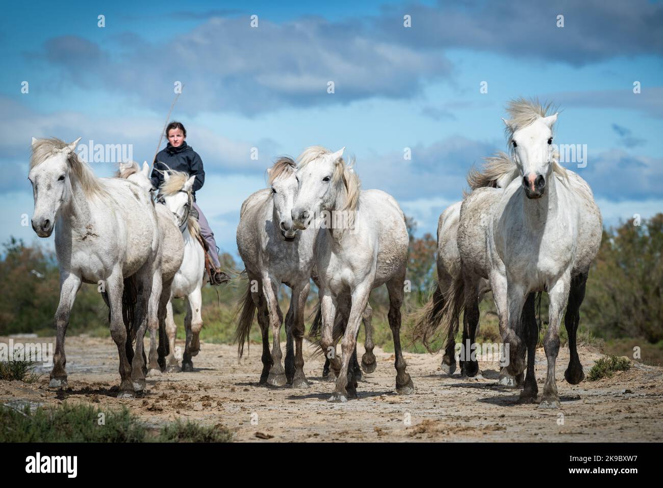 Camargue, France, April 27 2019 : White horses and two guardians are walking in the water all over in the swamp in Camargue, France. Stock Photo