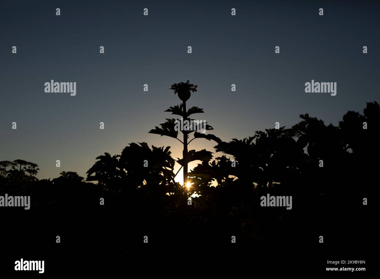 Giant hogweed in the forest hi-res stock photography and images - Alamy