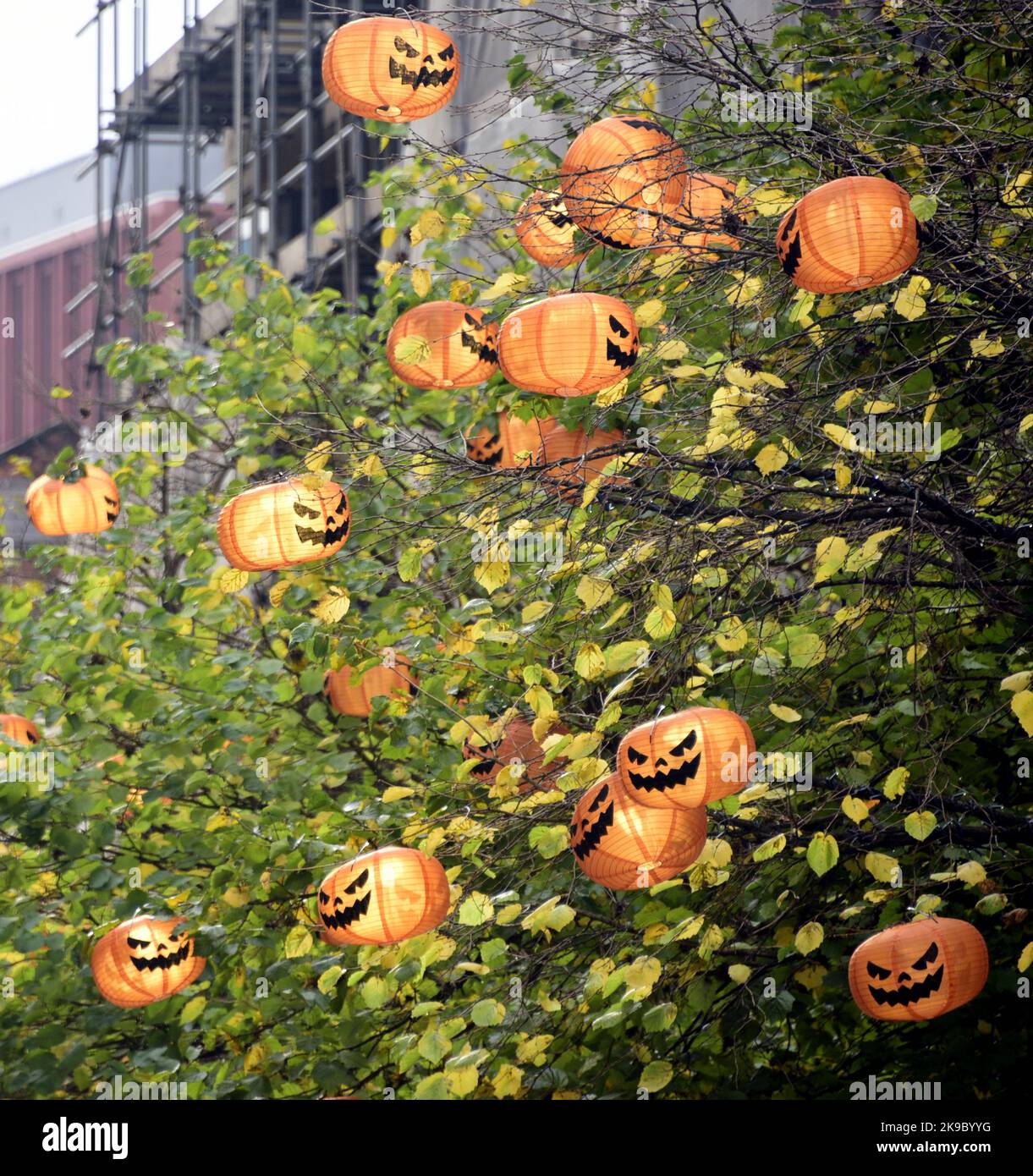 Manchester, UK. 27th October, 2022. Paper pumpkins decorate trees in the city centre. Halloween decorations appear in city centre Manchester, England, United Kingdom, ready for the  celebration of Halloween or Hallowe'en, as observed in many countries on 31 October, the eve of the Western Christian feast of All Hallows' Day. The festival begins the observance of Allhallowtide,a time to remember the dead, including saints or hallows and all the departed. Credit: Terry Waller/Alamy Live News Stock Photo