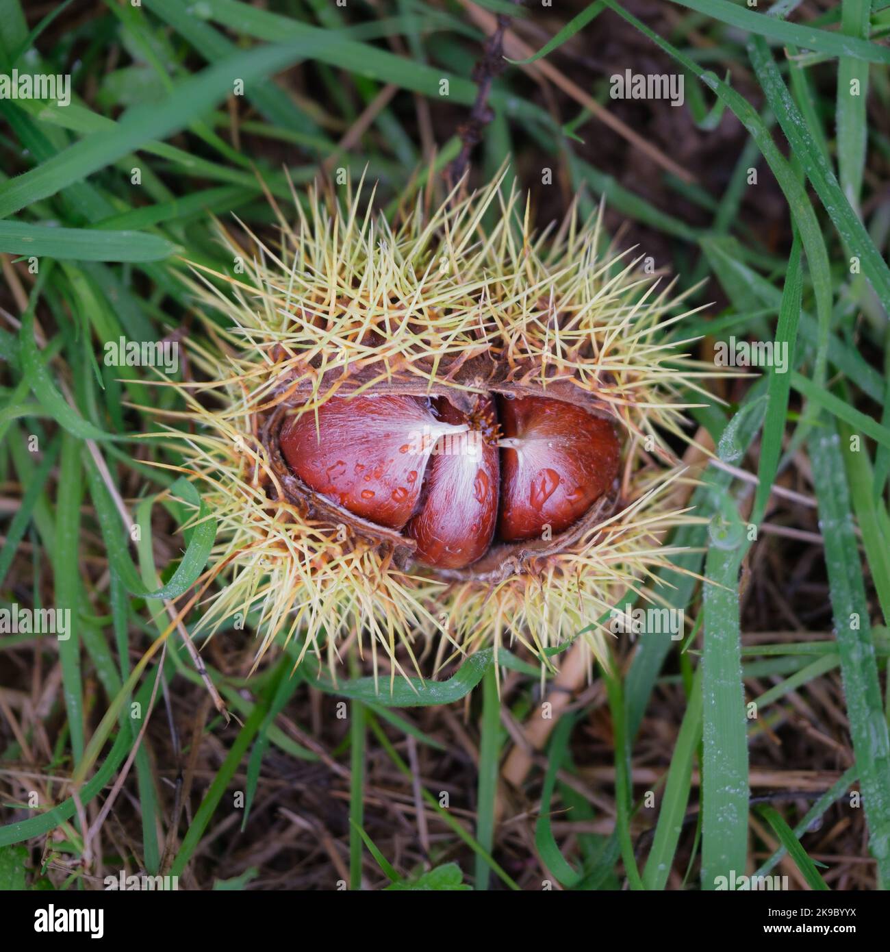Top Down View of Horse Chestnuts, Just Opening on the Ground. Stock Photo