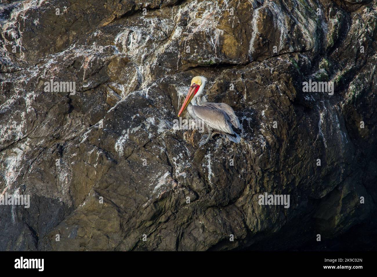 California Brown Pelican Pelecanus occidentalis perched on a rock cliff face Stock Photo