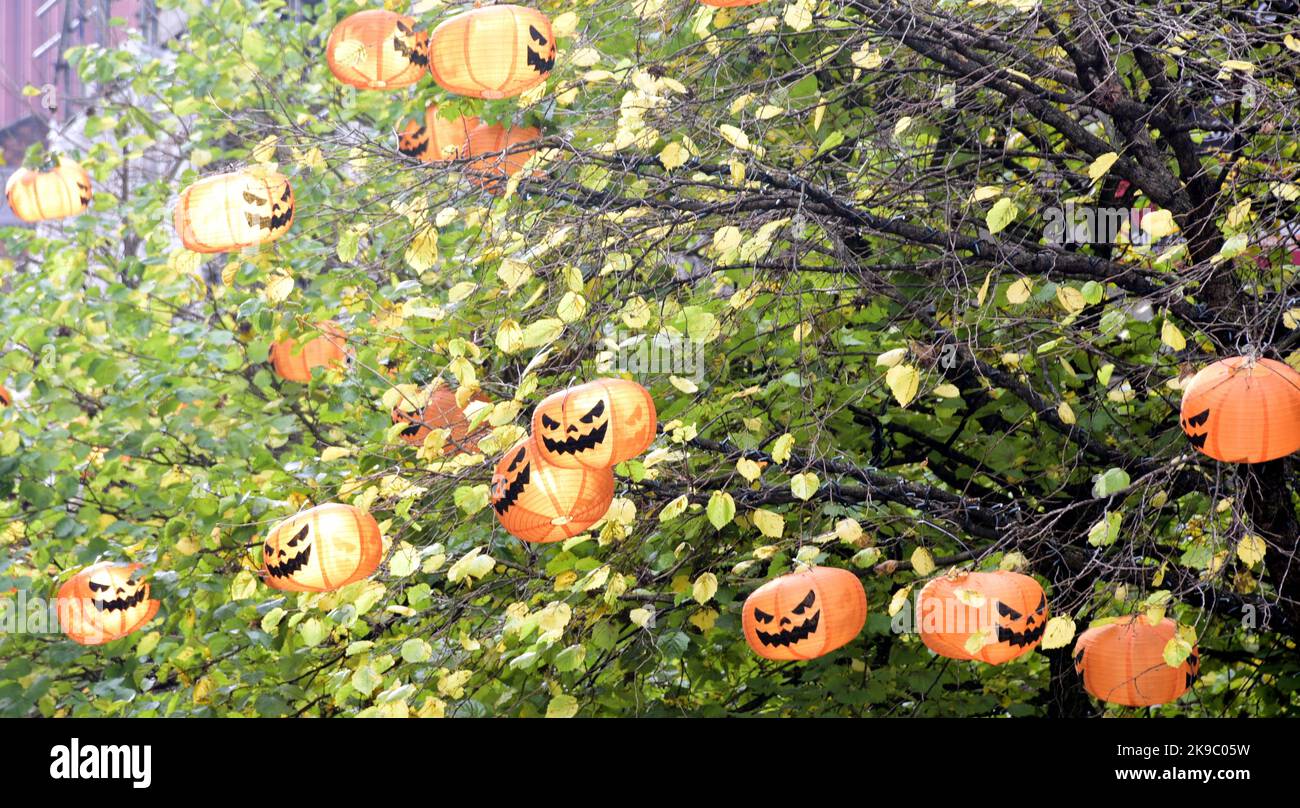 Manchester, UK. 27th October, 2022. Paper pumpkins decorate trees in the city centre. Halloween decorations appear in city centre Manchester, England, United Kingdom, ready for the  celebration of Halloween or Hallowe'en, as observed in many countries on 31 October, the eve of the Western Christian feast of All Hallows' Day. The festival begins the observance of Allhallowtide,a time to remember the dead, including saints or hallows and all the departed. Credit: Terry Waller/Alamy Live News Stock Photo