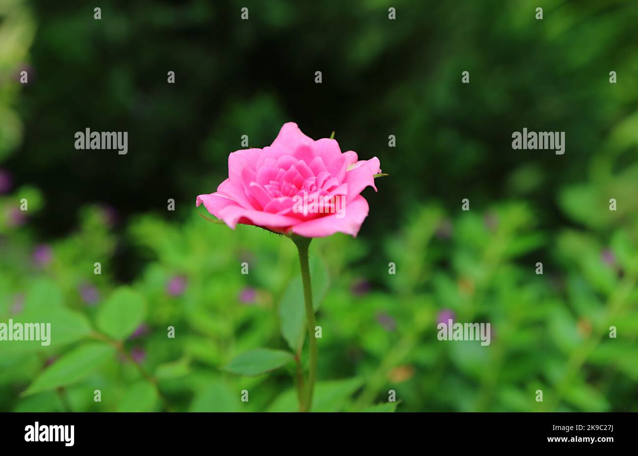 Closeup of a Beautiful Cerise Pink Bourbon Rose Blooming in the Garden Stock Photo