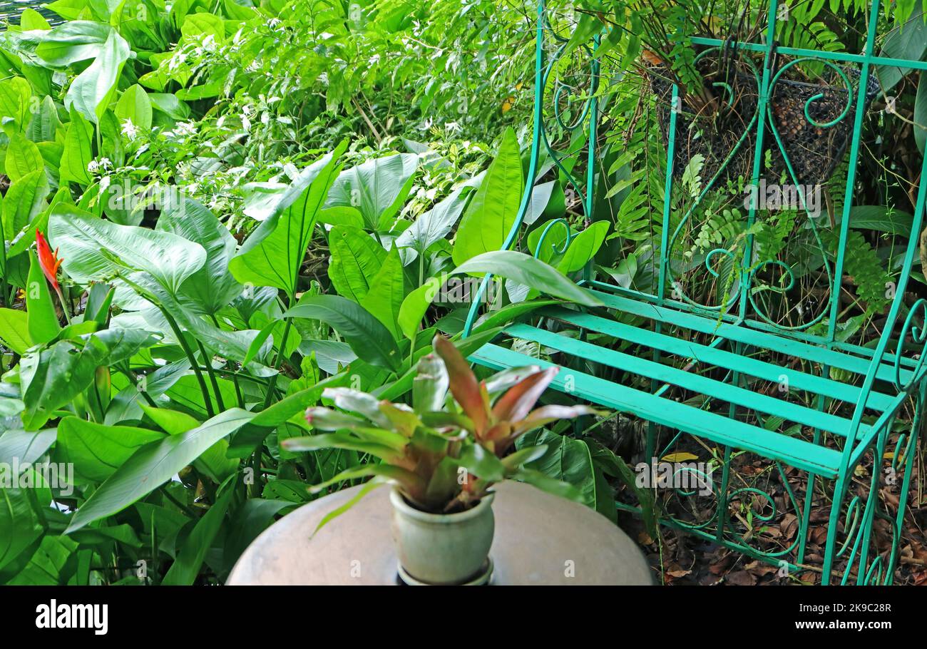Empty turquoise wrought iron bench by Texas Mud Baby plants in a tropical garden Stock Photo