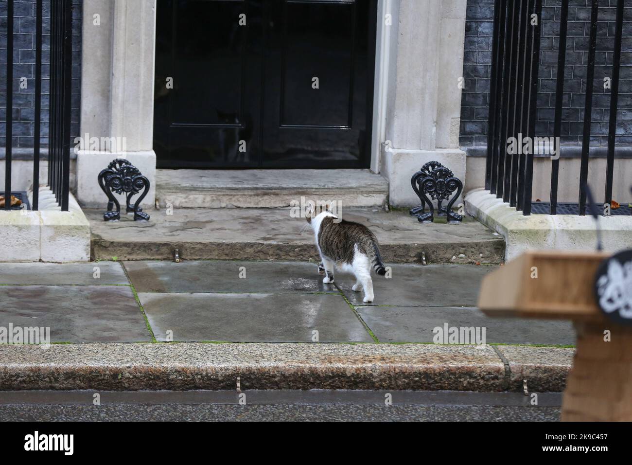 London, UK. 25th Oct, 2022. Larry, the Chief Mouser to the Cabinet Office of the United Kingdom at 10 Downing (also know at Downing Street cat) walks past the lectern set up for the out-going British Prime minister, Liz truss and walking towards No 10 Downing Street. (Photo by Steve Taylor/SOPA Images/Sipa USA) Credit: Sipa USA/Alamy Live News Stock Photo