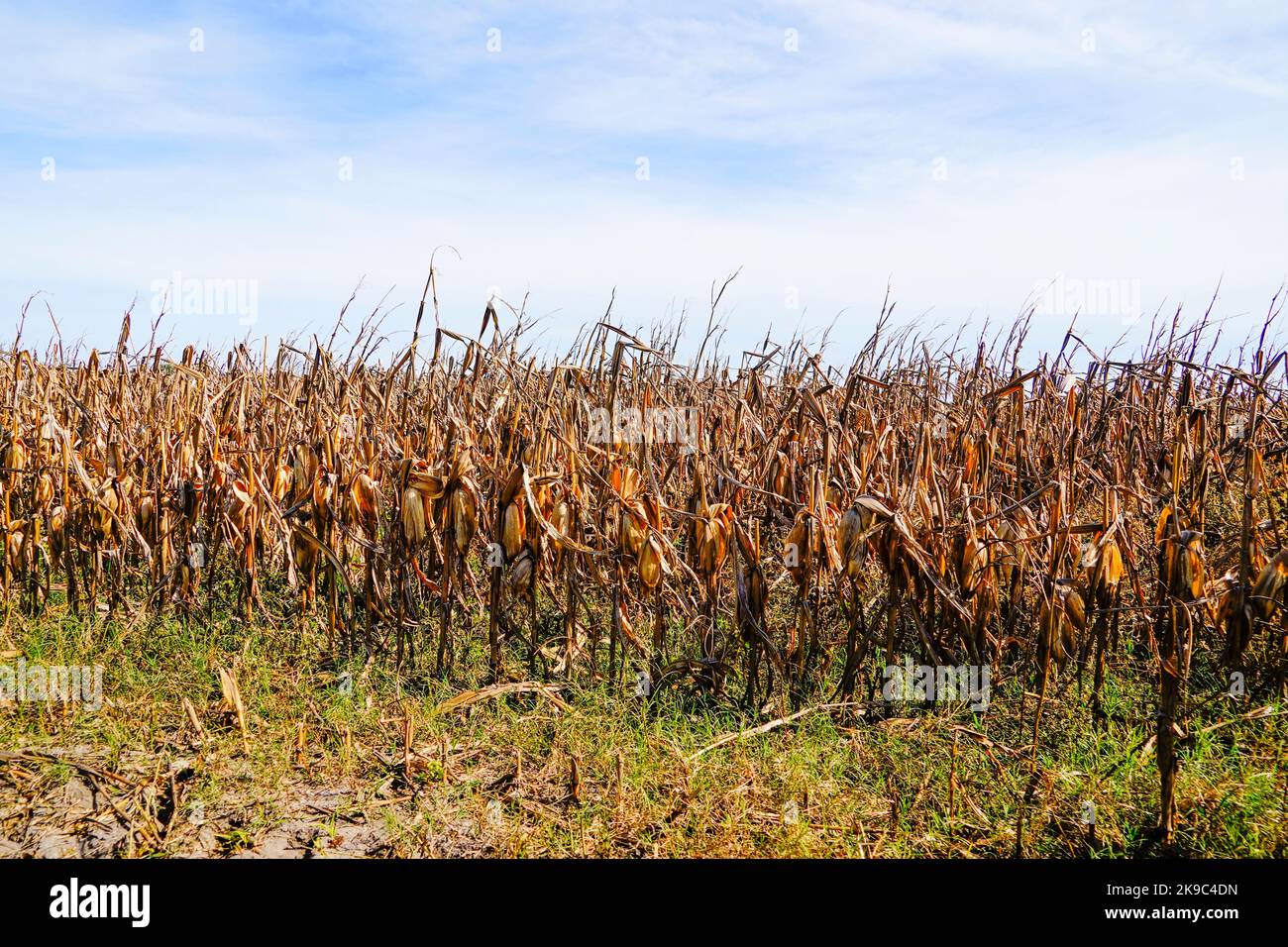 Dried up corn plants and dead corn on the plant due to drought