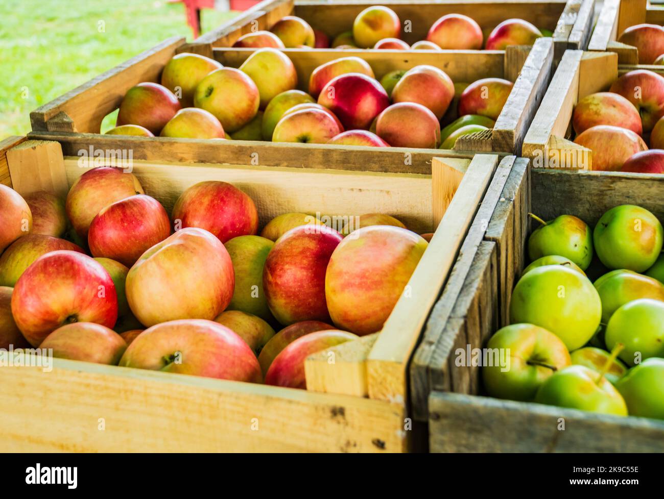 fresh picked apples stored in wooden boxes for transport from the orchard Stock Photo