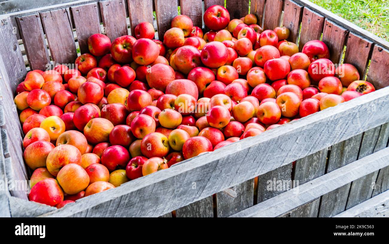 fresh picked apples stored in wooden boxes for transport from the