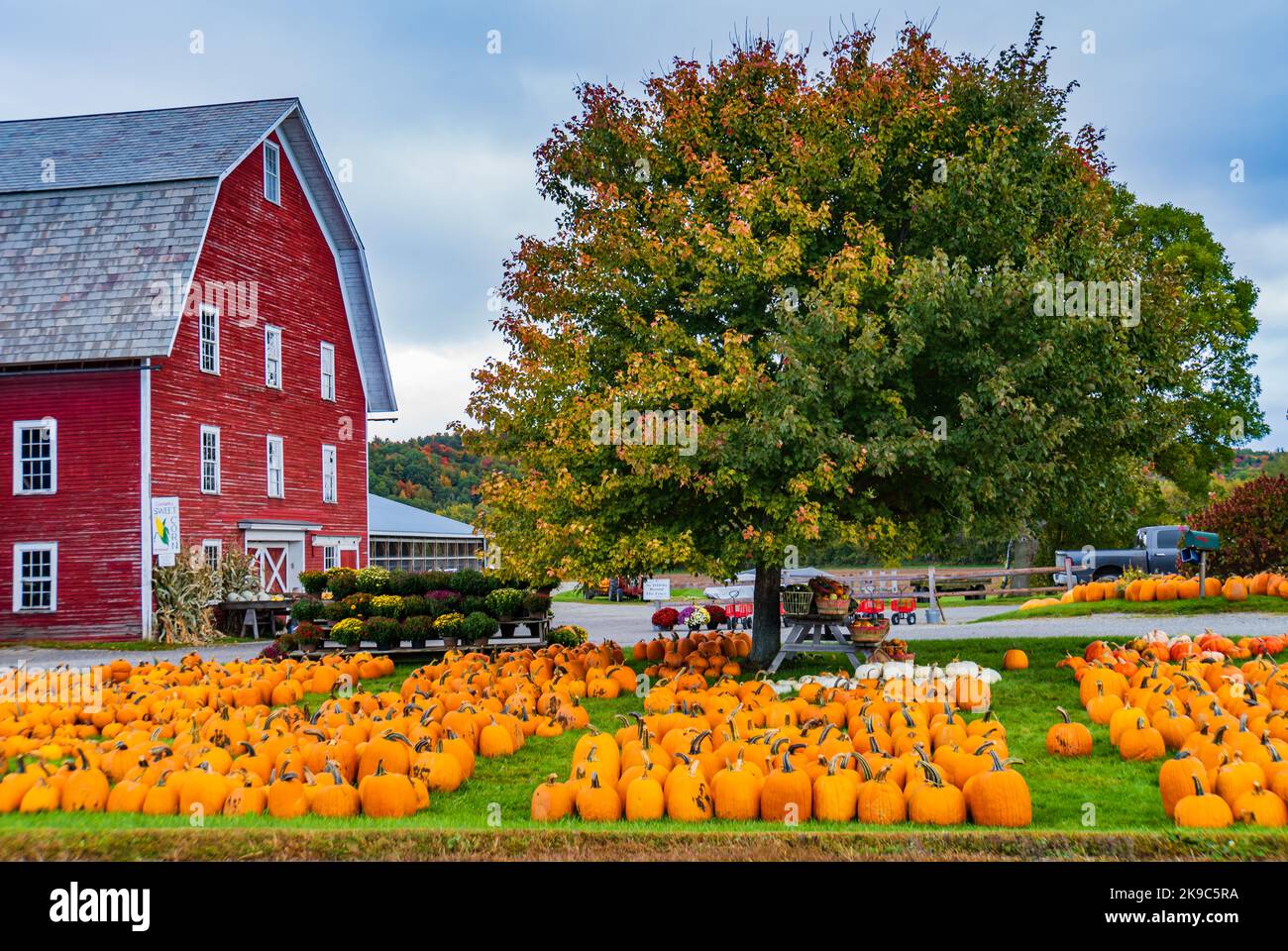 rural farm with holiday pumpkins for sale out on the lawn in october Stock Photo