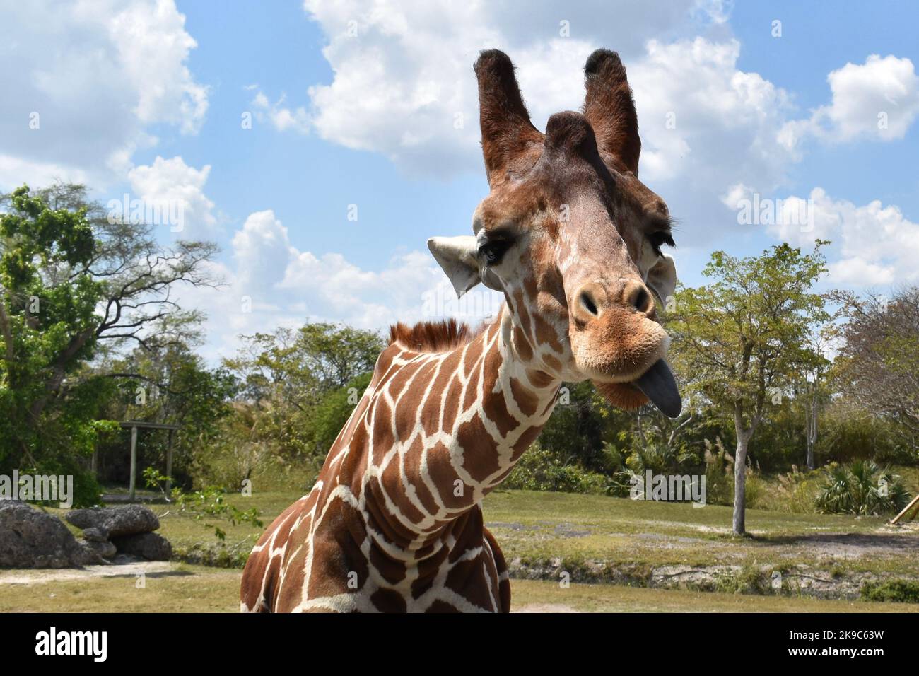 Funny giraffe posing in Miami, Florida | Humorous natural animal Stock Photo