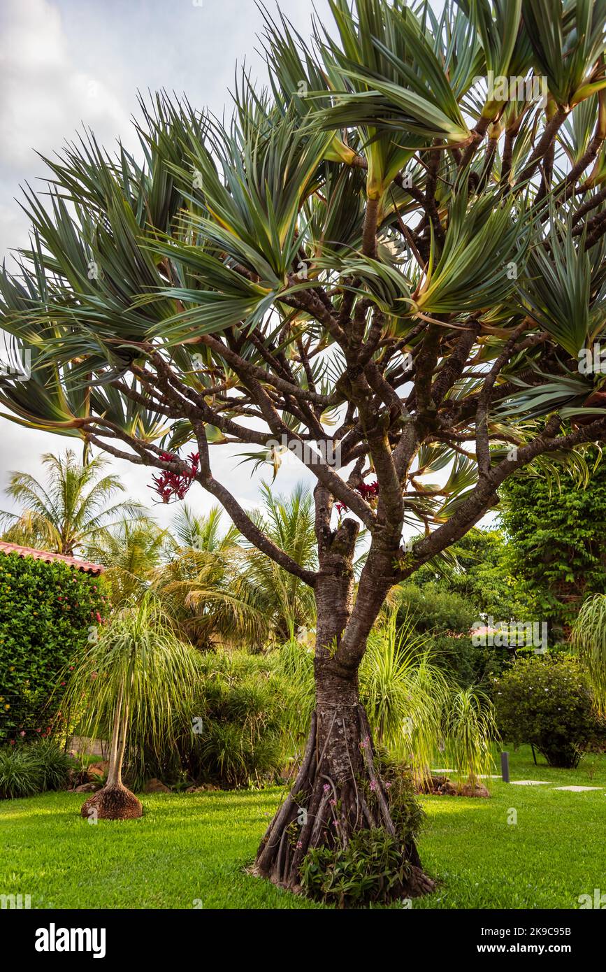Brazilian tropical garden with large neoregelia fireball tree and green grass. Stock Photo